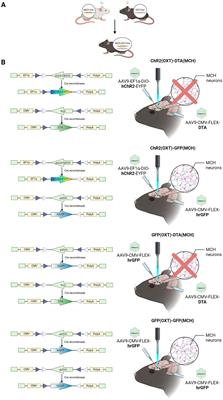 Novel aspect of oxytocin neurons mediating parental behavior and aversive burying behavior under the control of melanin-concentrating hormone neurons